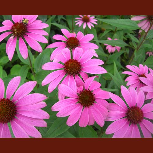 dr-della-parker_boost-your-immune-system-with-echinacea
