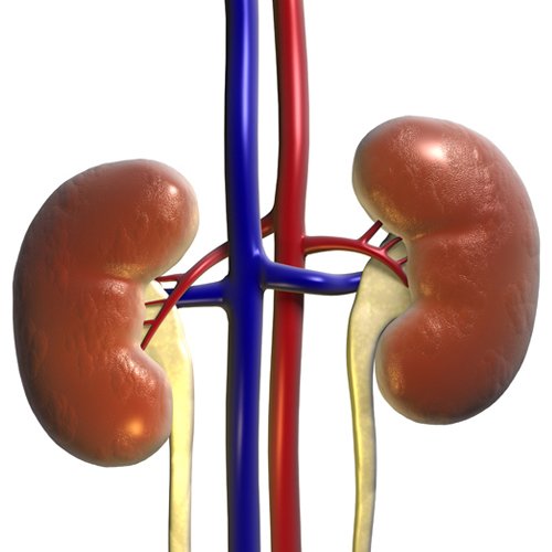 Dr Della Parker_3 Things Every Person Needs To Know About Kidney Health